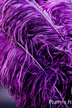 Autruche premium - 50-60 cm - pourpre